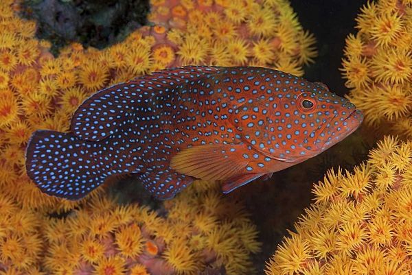 Indonesia, Papua Coral trout fish and coral